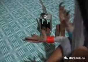 鸽子套环器视频,高效追踪与识别鸽赛高手