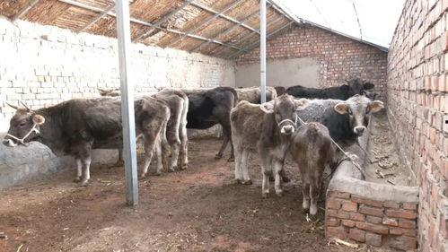 土牛养殖视频,传统农耕智慧与现代养殖技术的完美融合